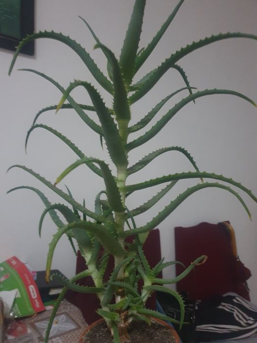 Vind aloe Vera medicinală