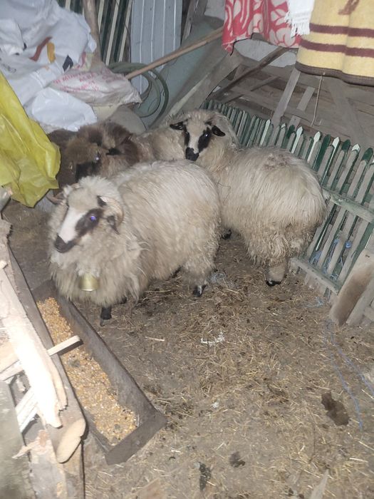 Mile breze de vanzare