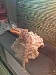 Agama cu barba / Pogona Vitticeps