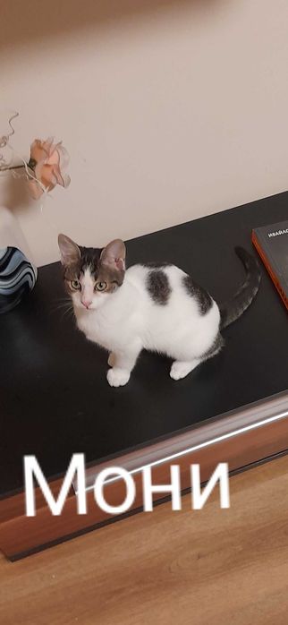 Кая и Мони търсят дом