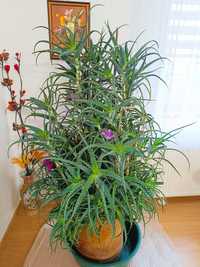 Aloe Vera planta