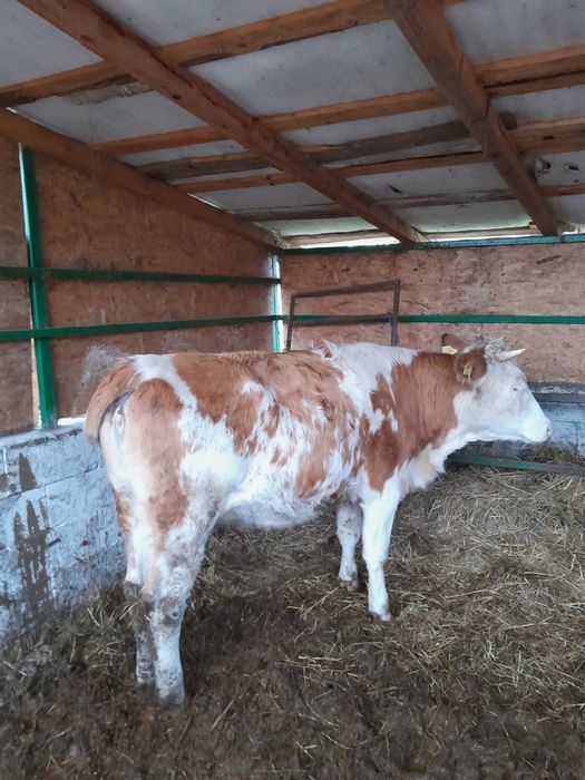 de vânzare junică gestantă de 5 luni