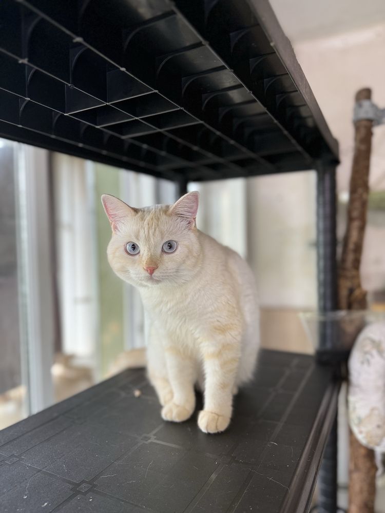 Котик Нежик ищет семью