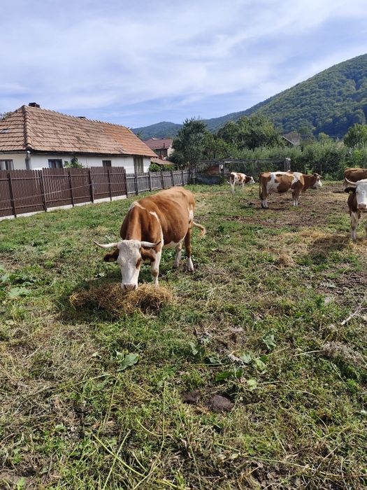 Vaci bălțată românească