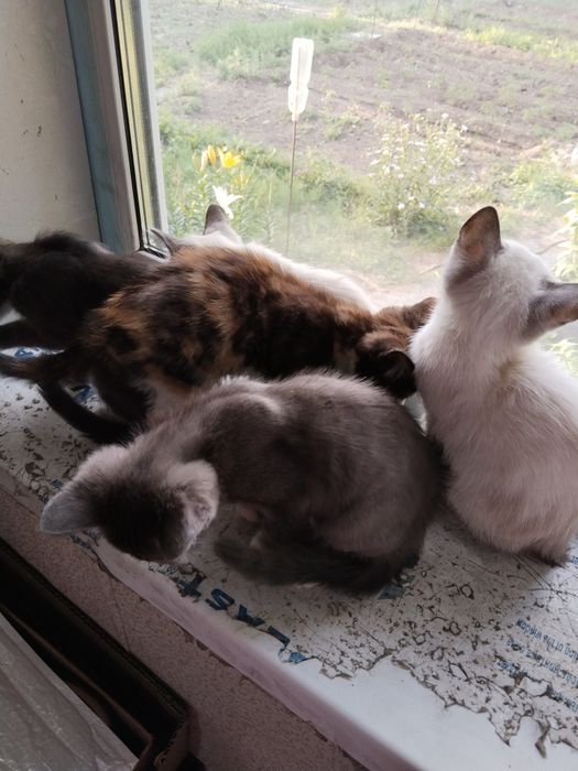 Отдам котят в добрые руки