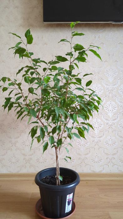 Комнатные растения