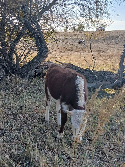 Ұрғашы подсос баспақтар