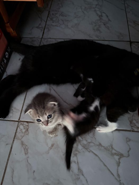 Отдам вислоухих котят в добрые руки