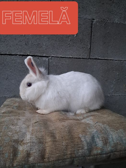 Vând iepuri femela si mascul