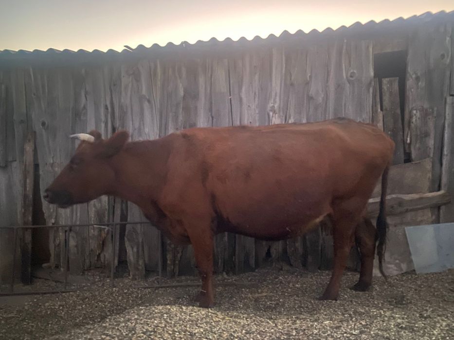 Продам дойную корову