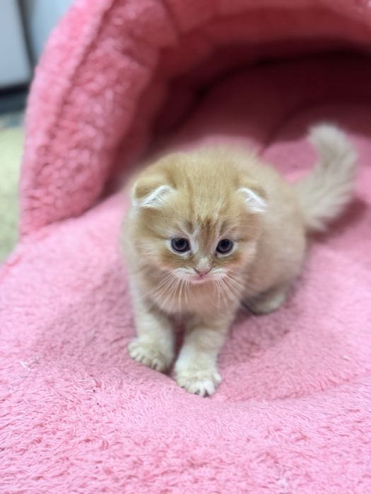 Котята  скотиш фолд