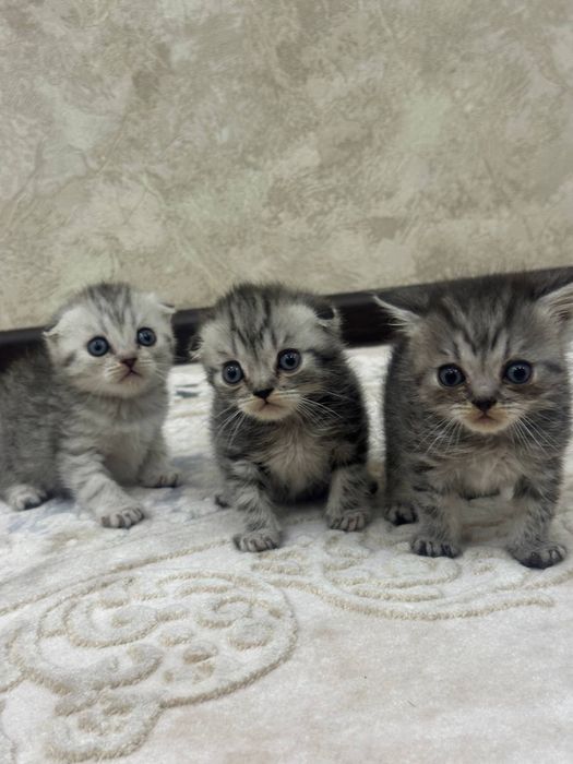 продаются котята 2 месяца вислоухий шиншилла