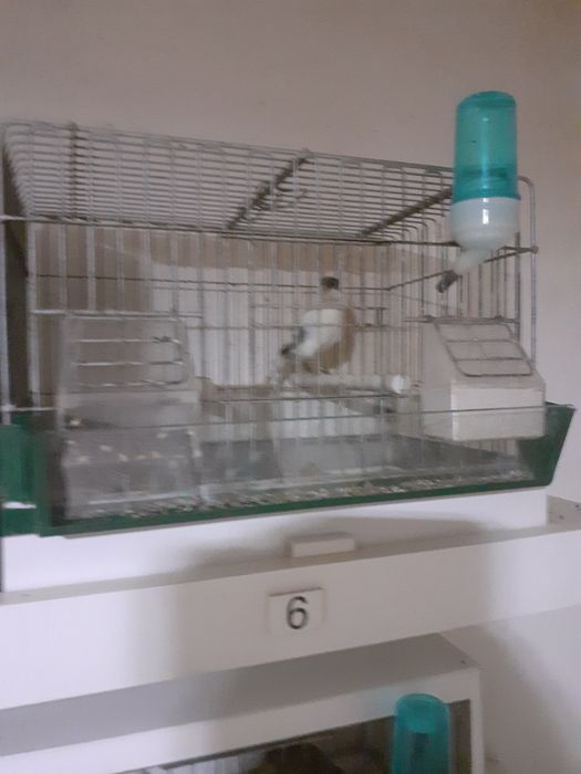 Vând canari și canarite Slavujari