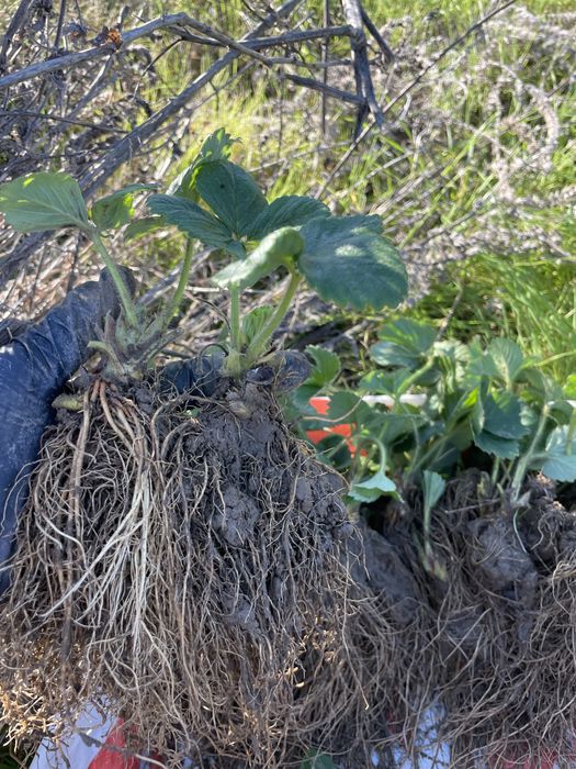 Продавам разсад ягоди