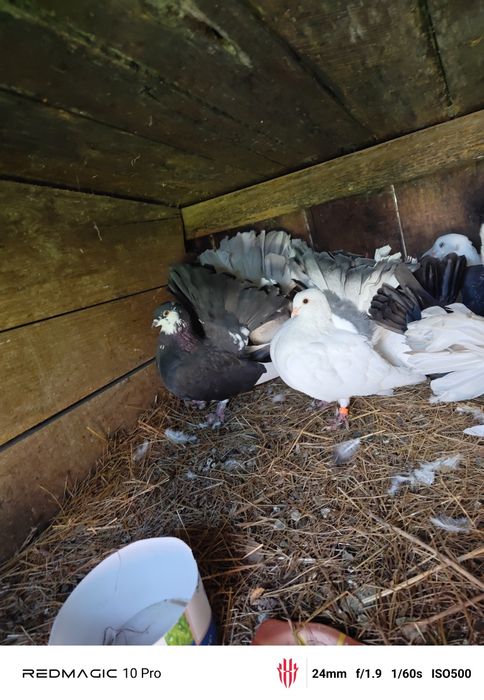 Vand Porumbei voltați