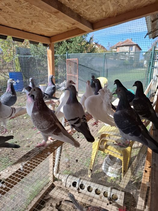 Voiajori pui 2025 si maturi