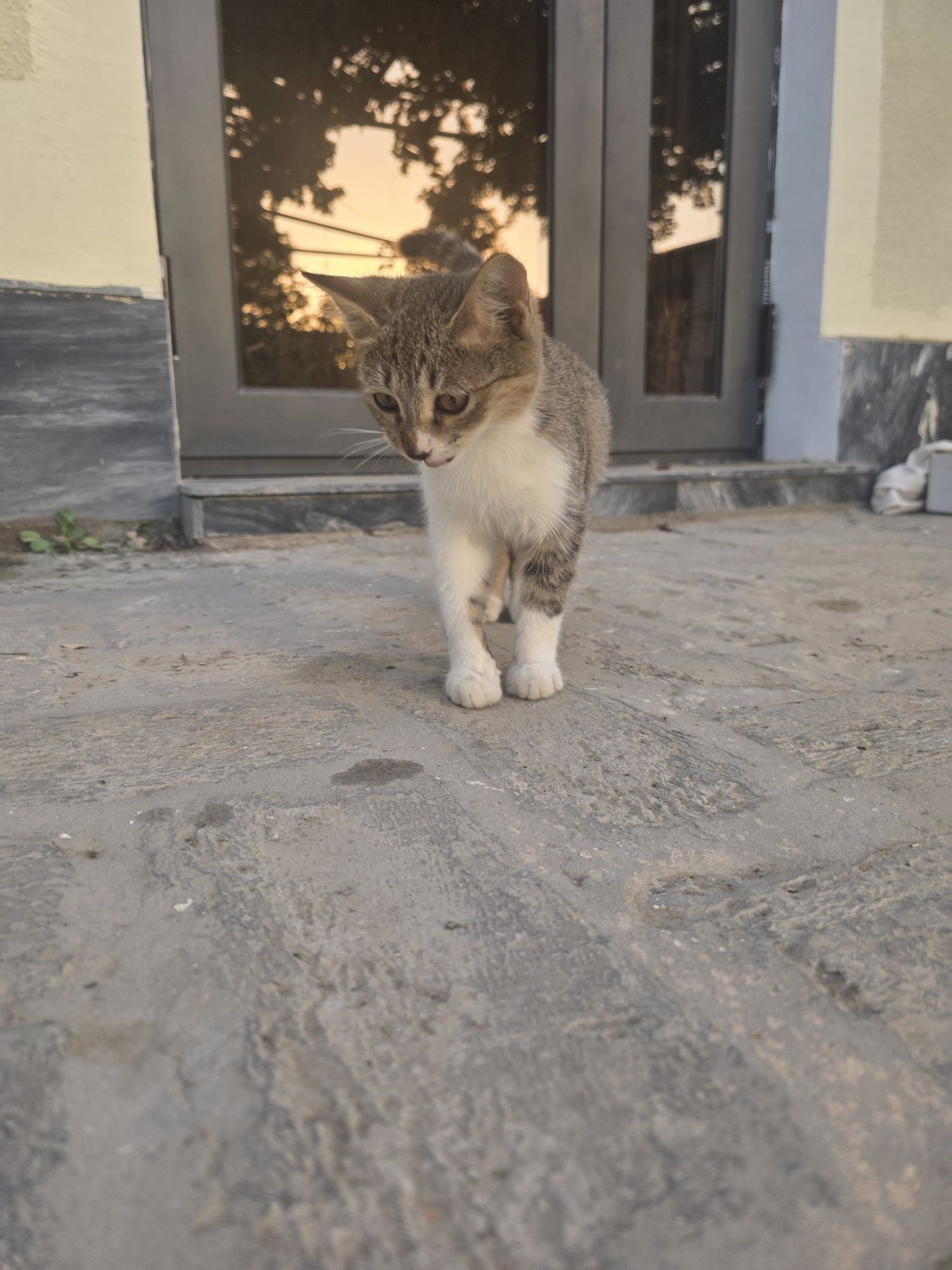 Котёнок  5 месяцев