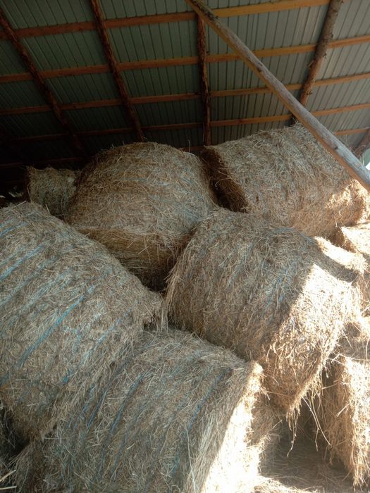 Baloți lucerna coasa 3