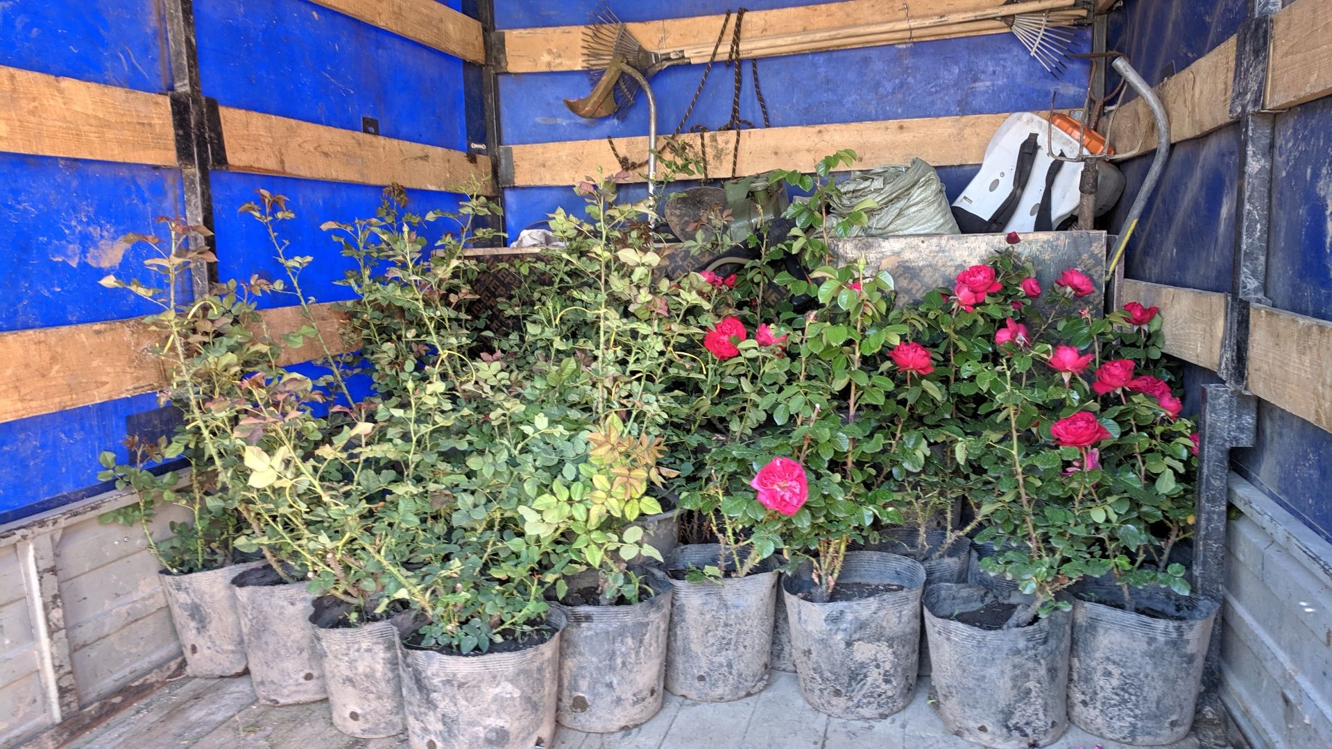 Саженцы. Розы для сада и клумбы