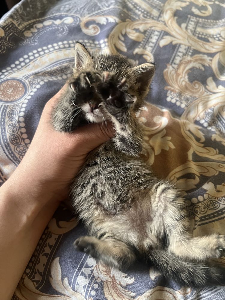 Кошки привченные