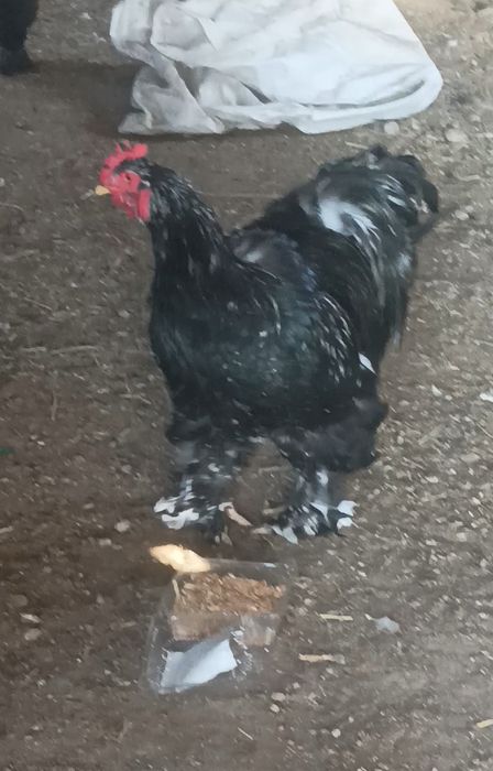 Кохинхини қораз тауығымен сатылады