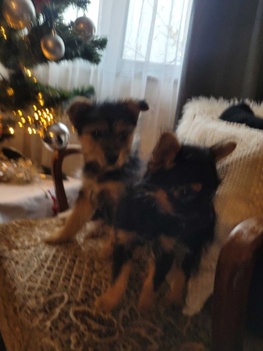 Майка Йоркширски териер с родословие, баща Померан