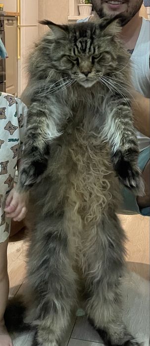 Чистокровный Мейн кун.