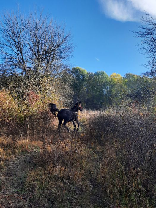 Vând cârlan de 1 an și 3 luni