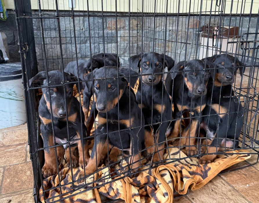 Чистокръвни добермани