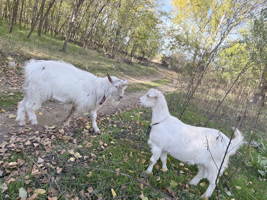 Țap si iada de 8 luni