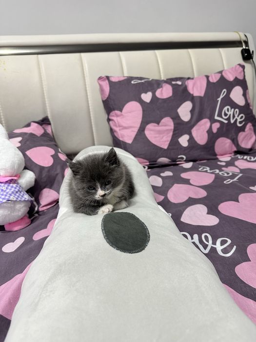 Короткошерстый метис