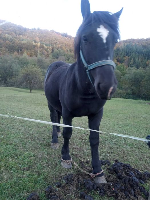 Vand manz negru semigreu