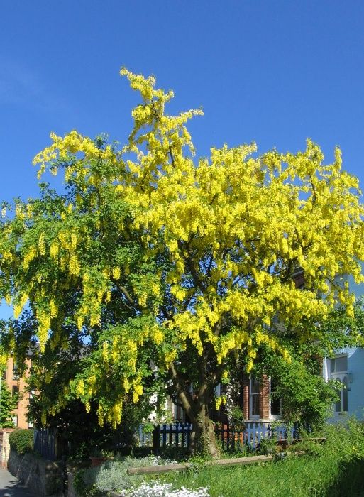 Ploaie de aur -Laburnum salcam galben