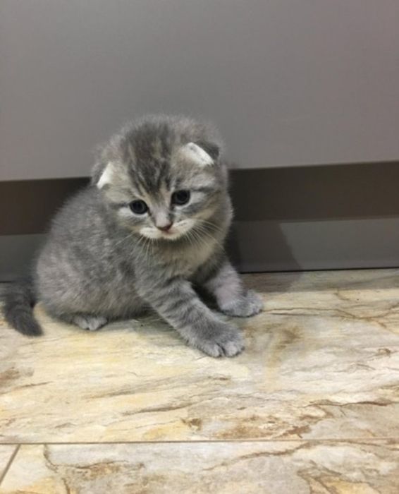Котята страйк фолд
