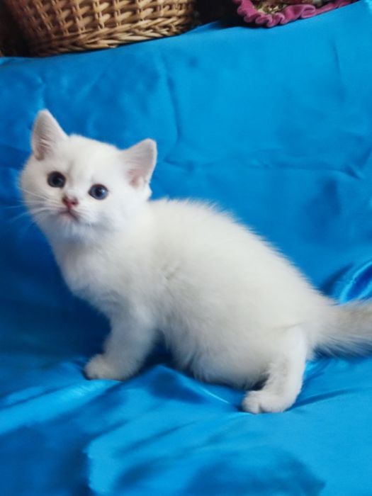 British shorthair NS 11 33  cu ochi  albaștri.
