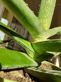 Aloevera,Barbadensis Miller,plantă de 4 ani