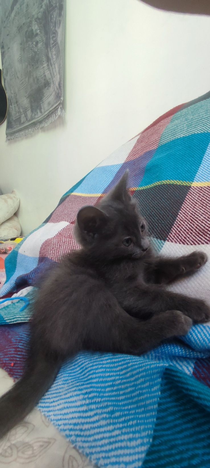 Котенкам 2 месяца