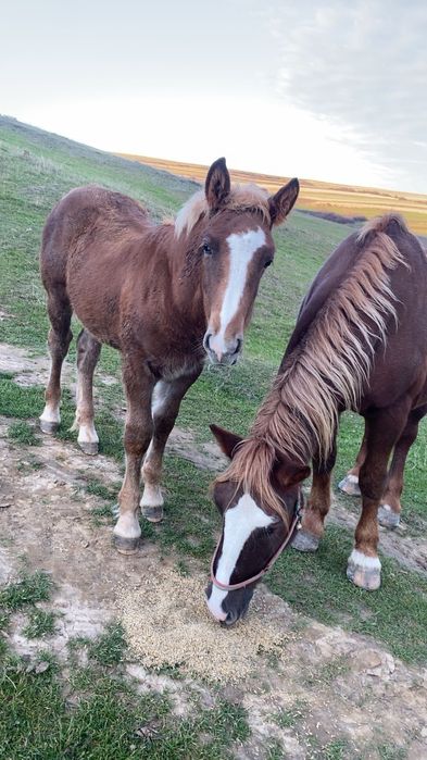 Vând mânz ciocolatiu