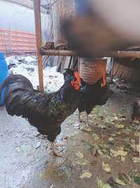 Cocosi Australorp