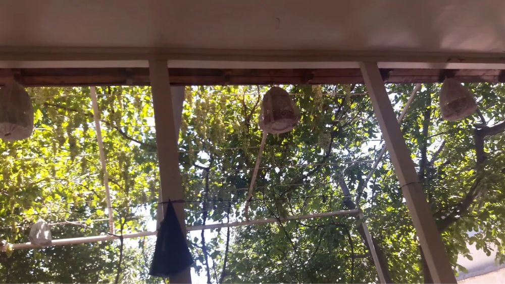 Сайроки бедоналар бор 24/7 сайрайди