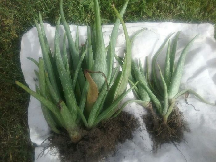 Aloe vera barbadensis Miller ,puieti