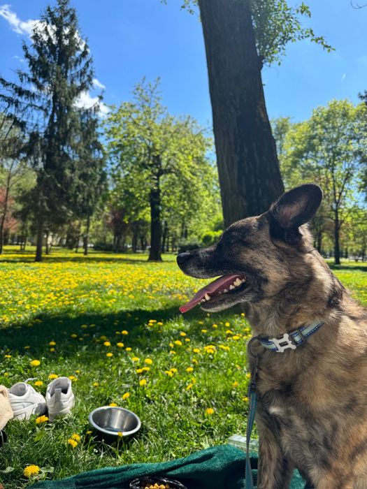 Plimb/cazez câini/pisici