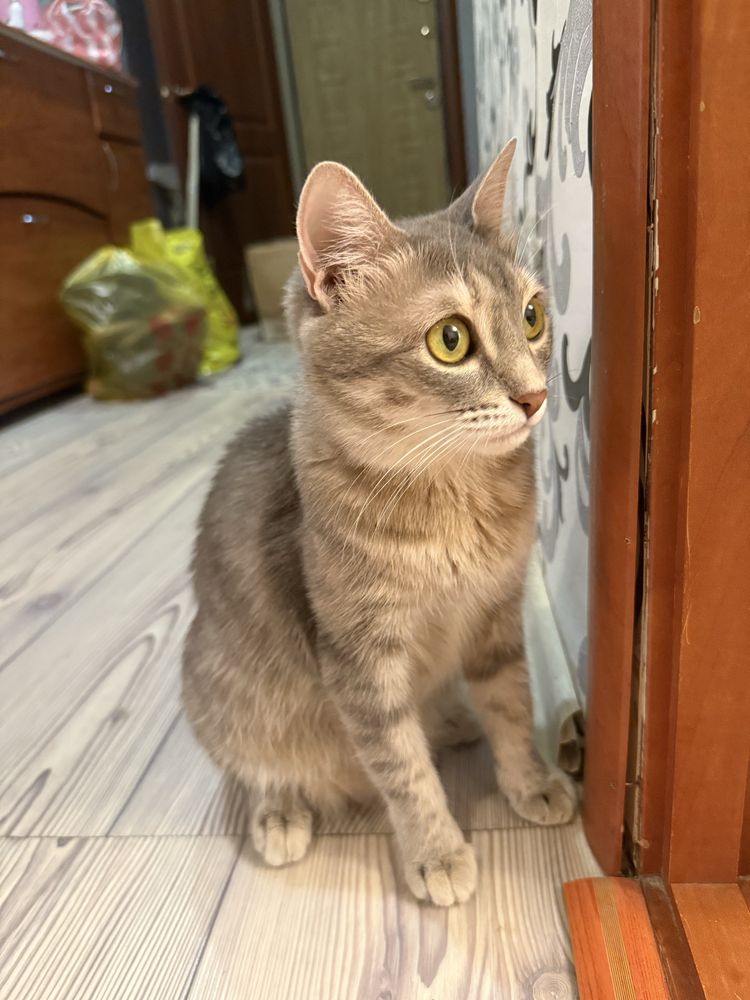 Отдам в любящие руки кошку стерилизованную