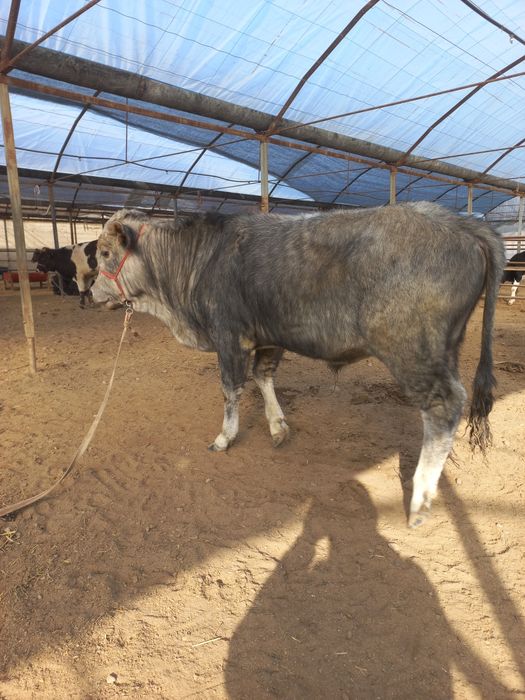 Новосча сотилади