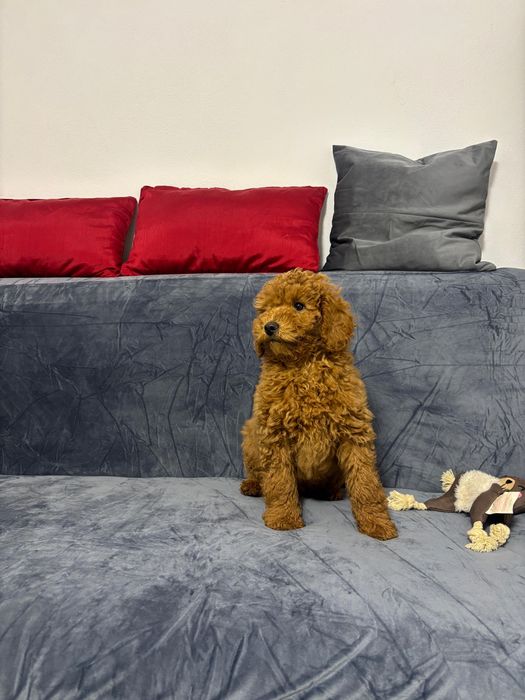 Femela Poodle cu pedigree