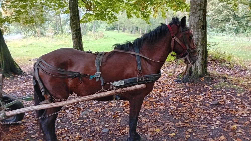 De vânzare Armasar de  3 ani fac și schimb