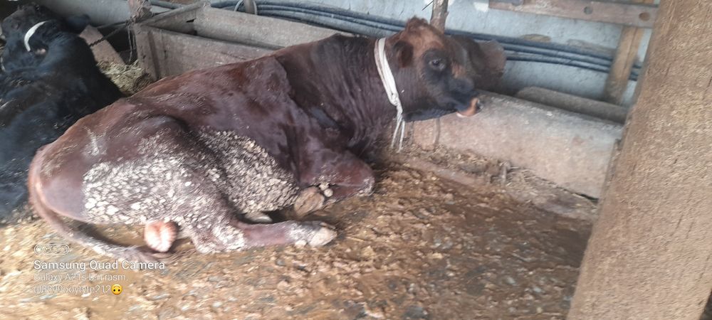 Ассаломуалайкум хукизлар хукизлар пародни  еб и