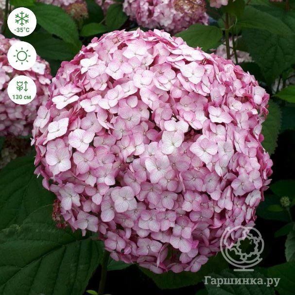 Гортензия маршмеллов древовидная розовая