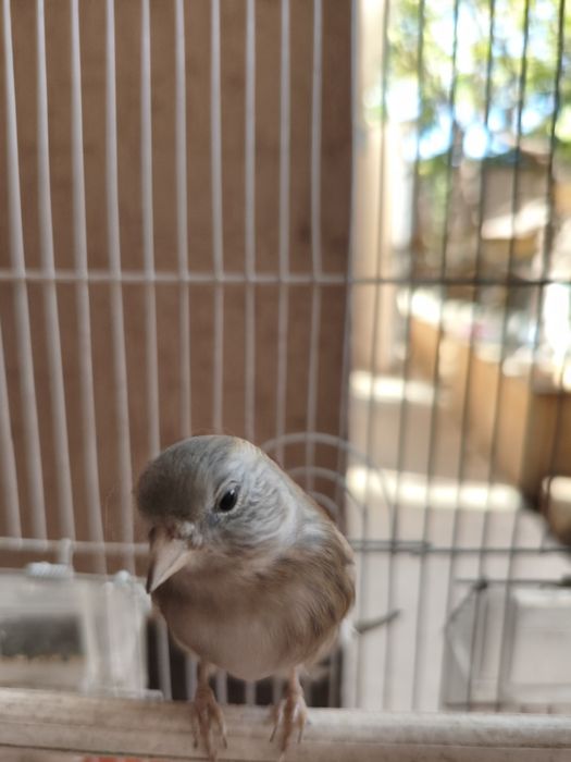 Гибрид самка 1 лет