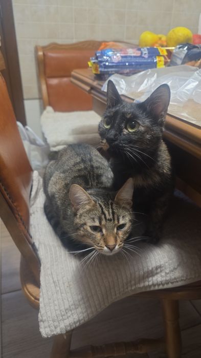 Donez pui pisica crescuți in casa